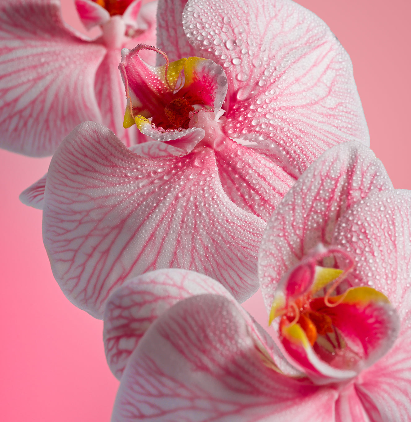 4-SLTR_PDP_Shimmer-BodyOil_PinkBeach_Botanicals_3000x.jpg