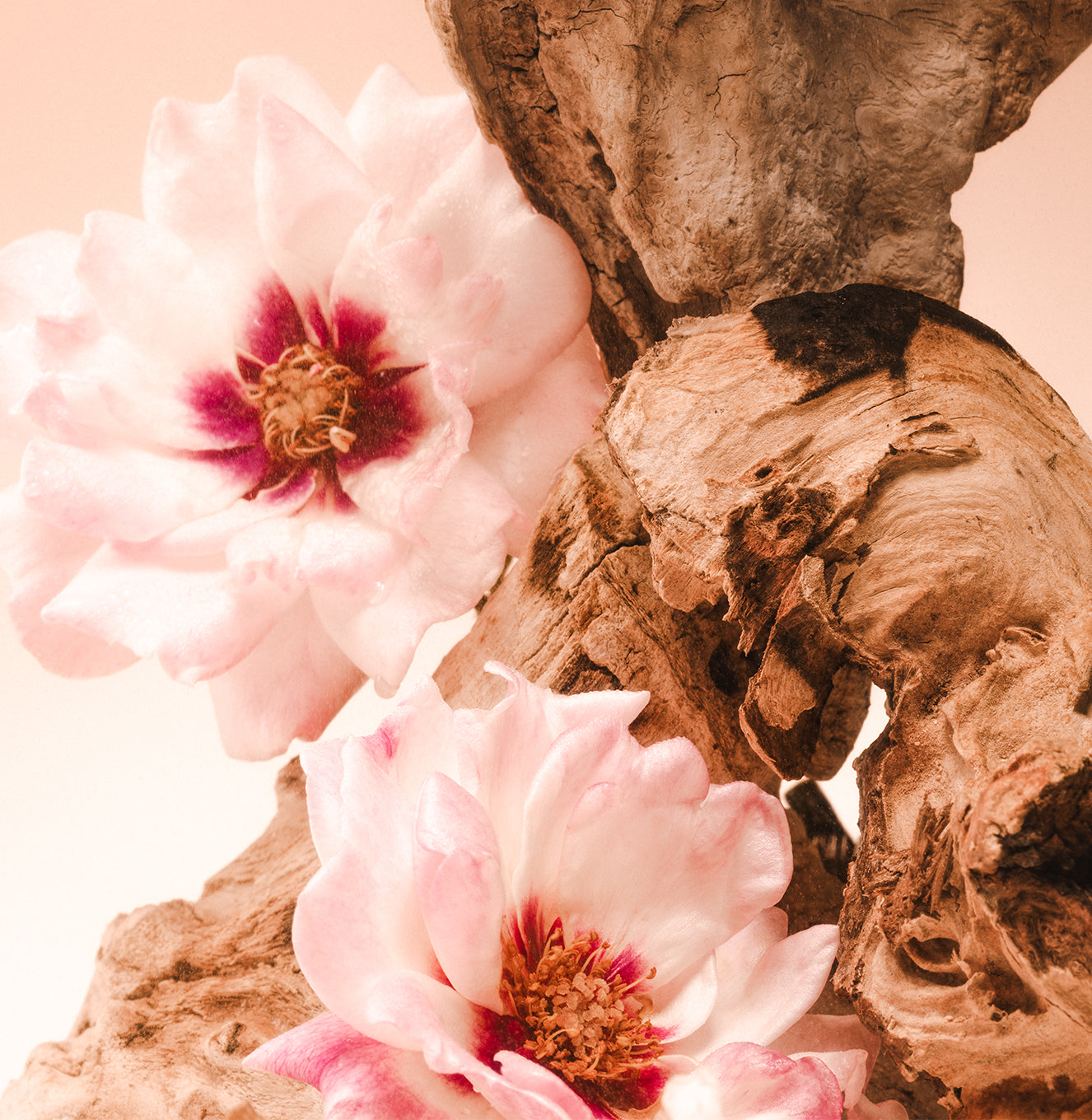 5-SLTR_PDP_BodyMist-PET_SantalBloom_Botanical_3000x.jpg