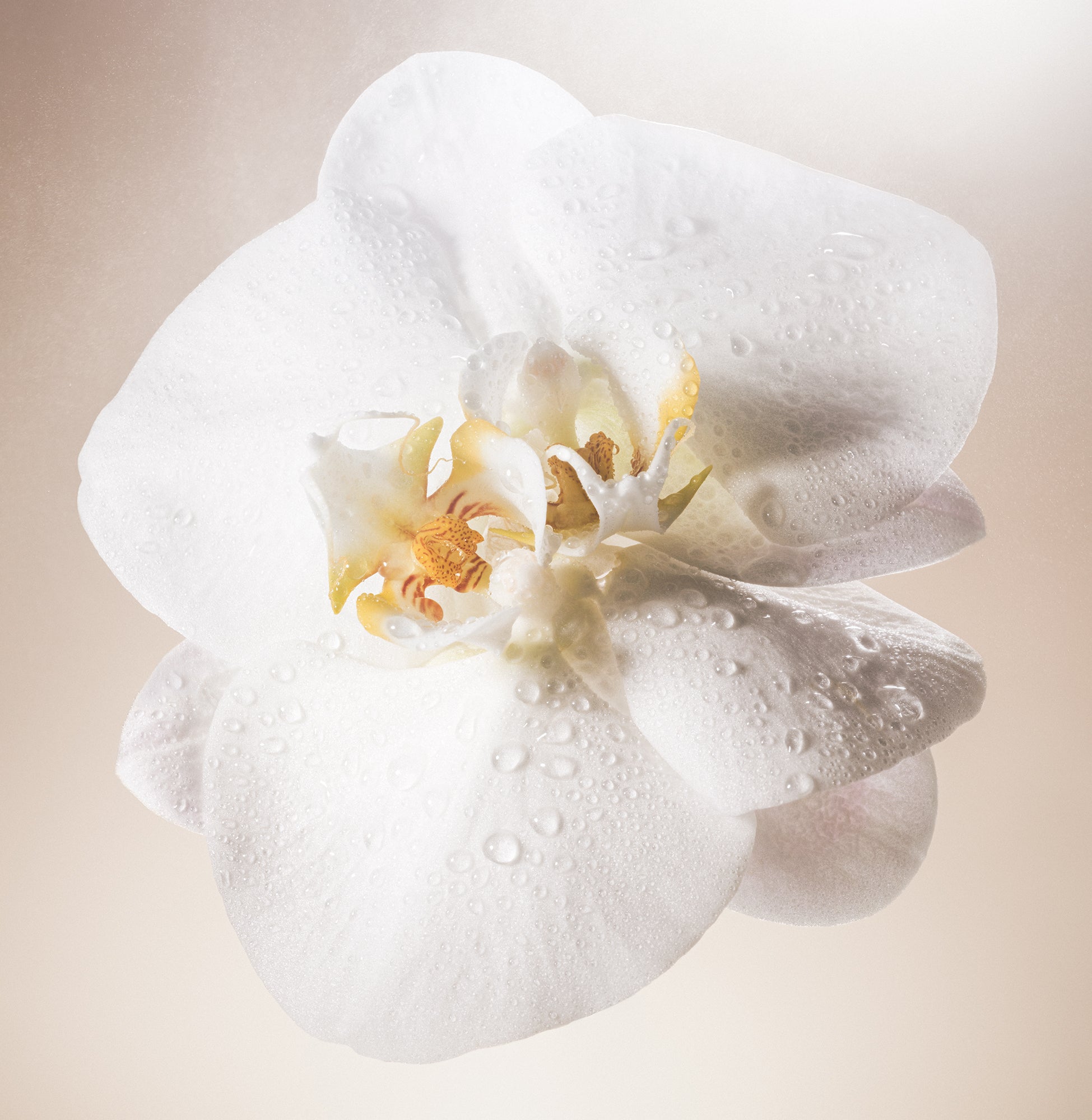 5-SLTR_PDP_BodyMist_SaltWaterVanilla_Botanical_3000x.jpg