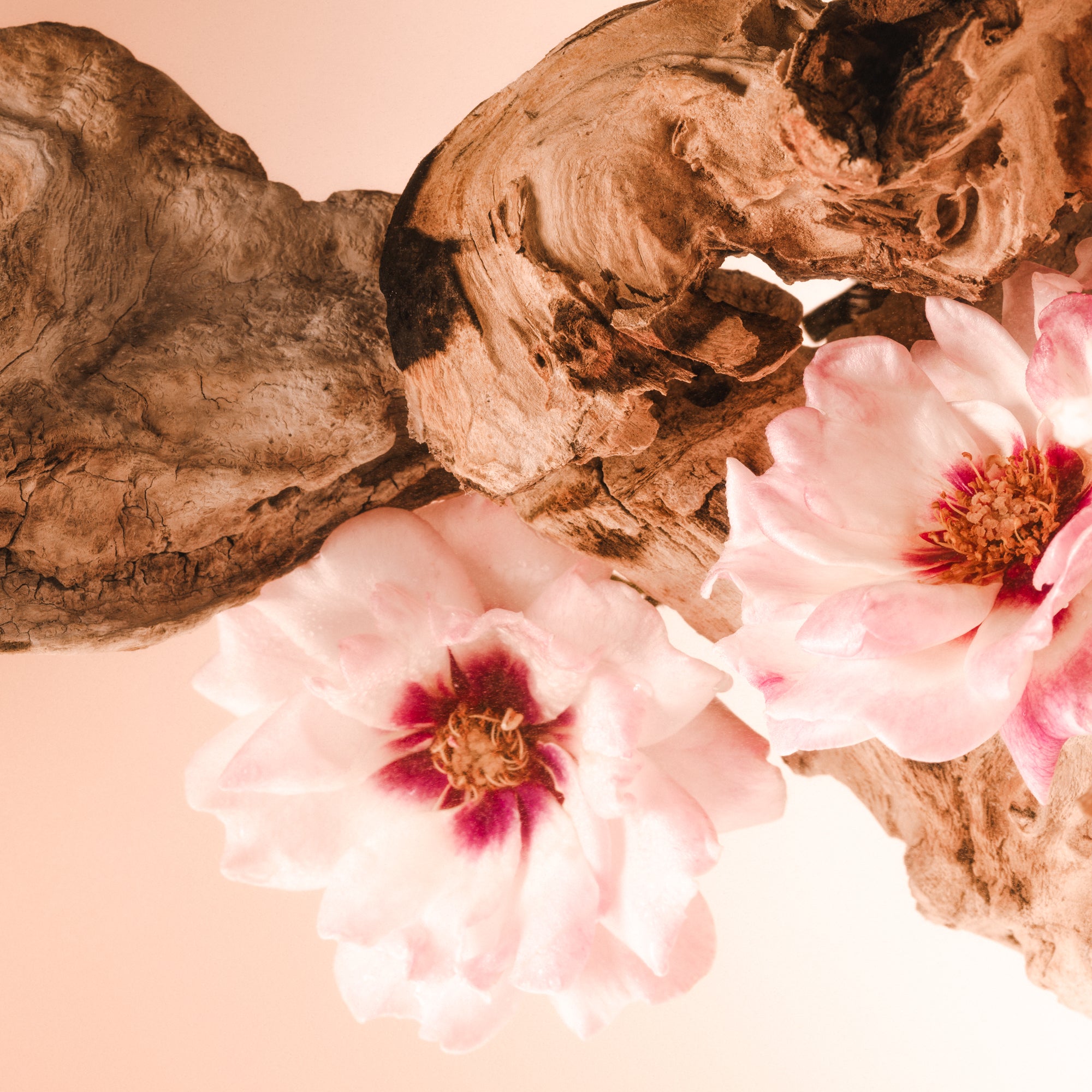 SALTAIR-SPF-BODY-OIL-SANTAL-BLOOM-BOTANICAL-01-CARL-OSTBERG_1_15aafec0-f36d-425c-8b79-5a32236c712f_3000x.jpg
