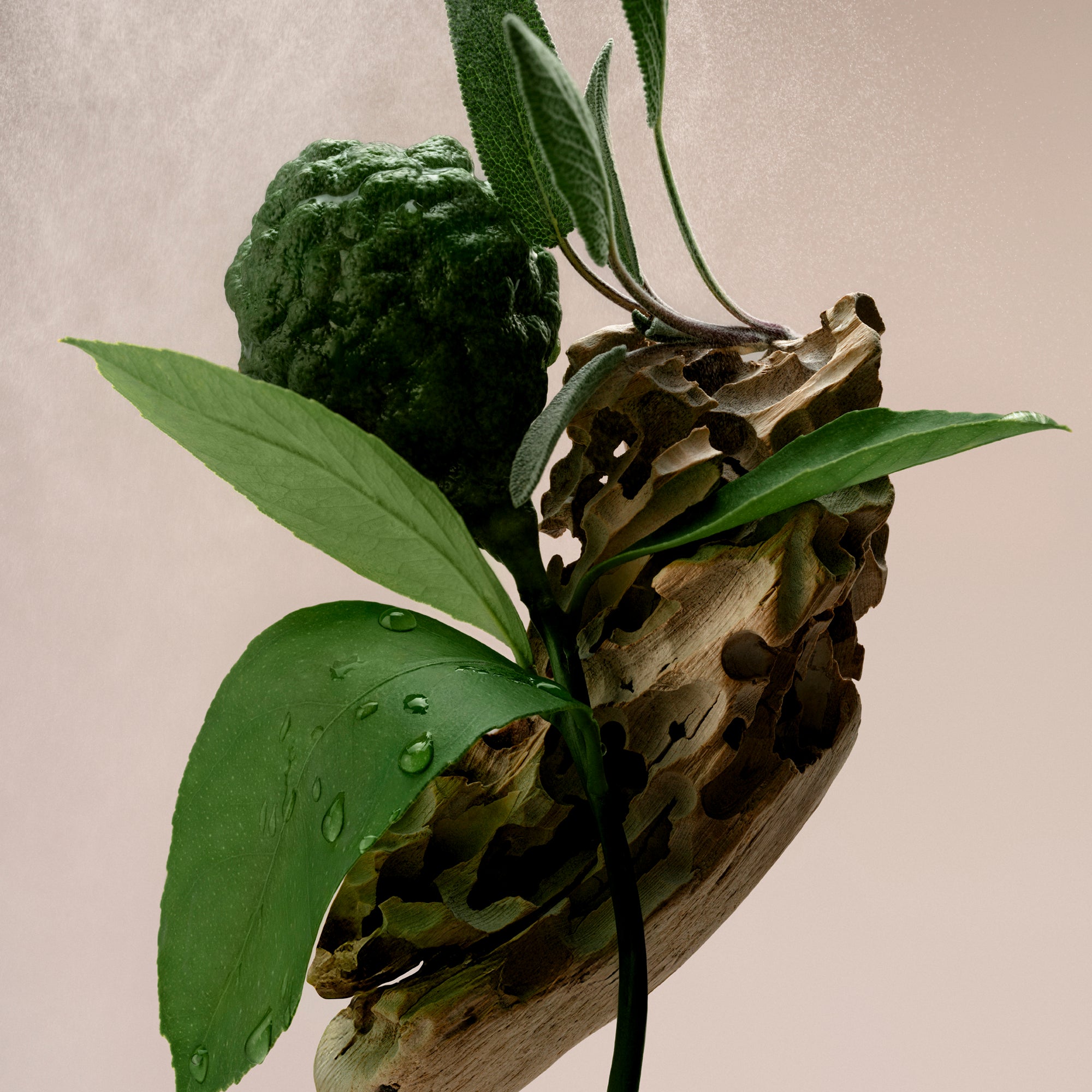 SLTR_PDP-DW_BM_BOTANICAL_6_3000x.jpg